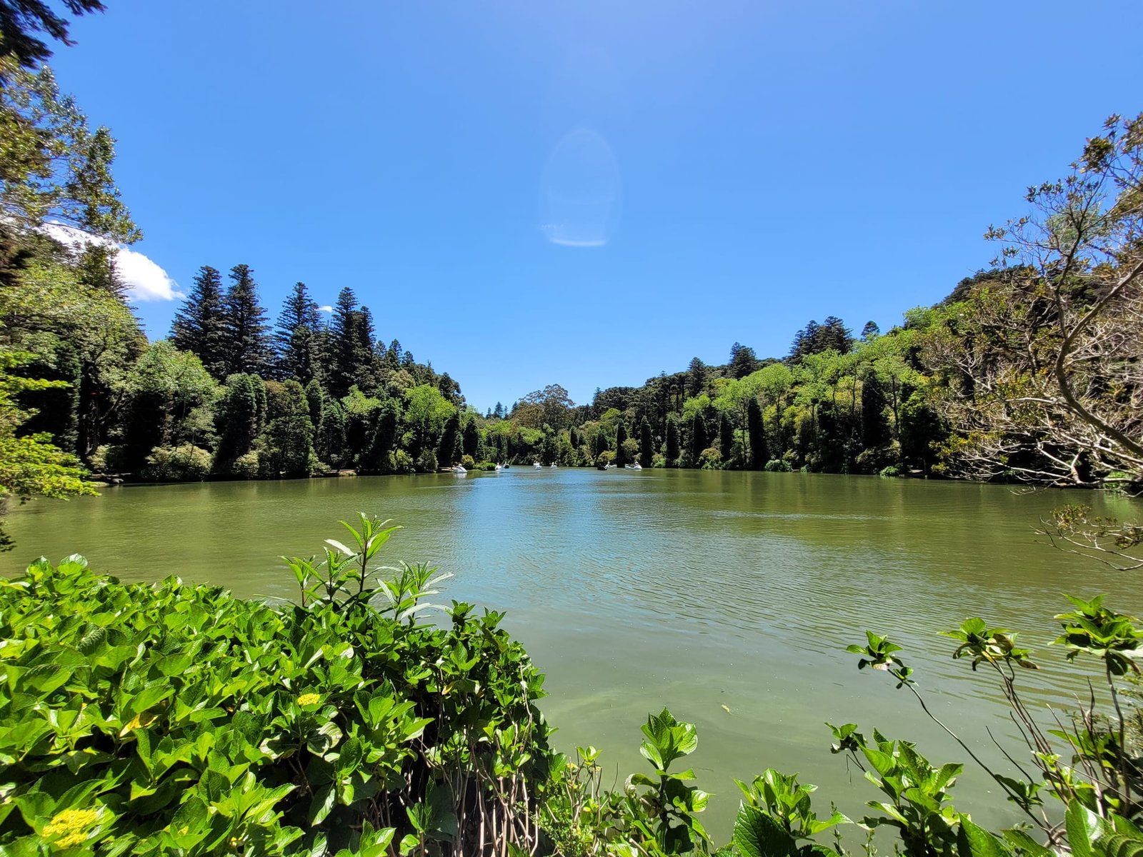 Natureza serena, bosques e araucárias na Serra Gaúcha